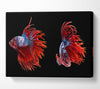 Siamese Fighters Canvas Wall Art
