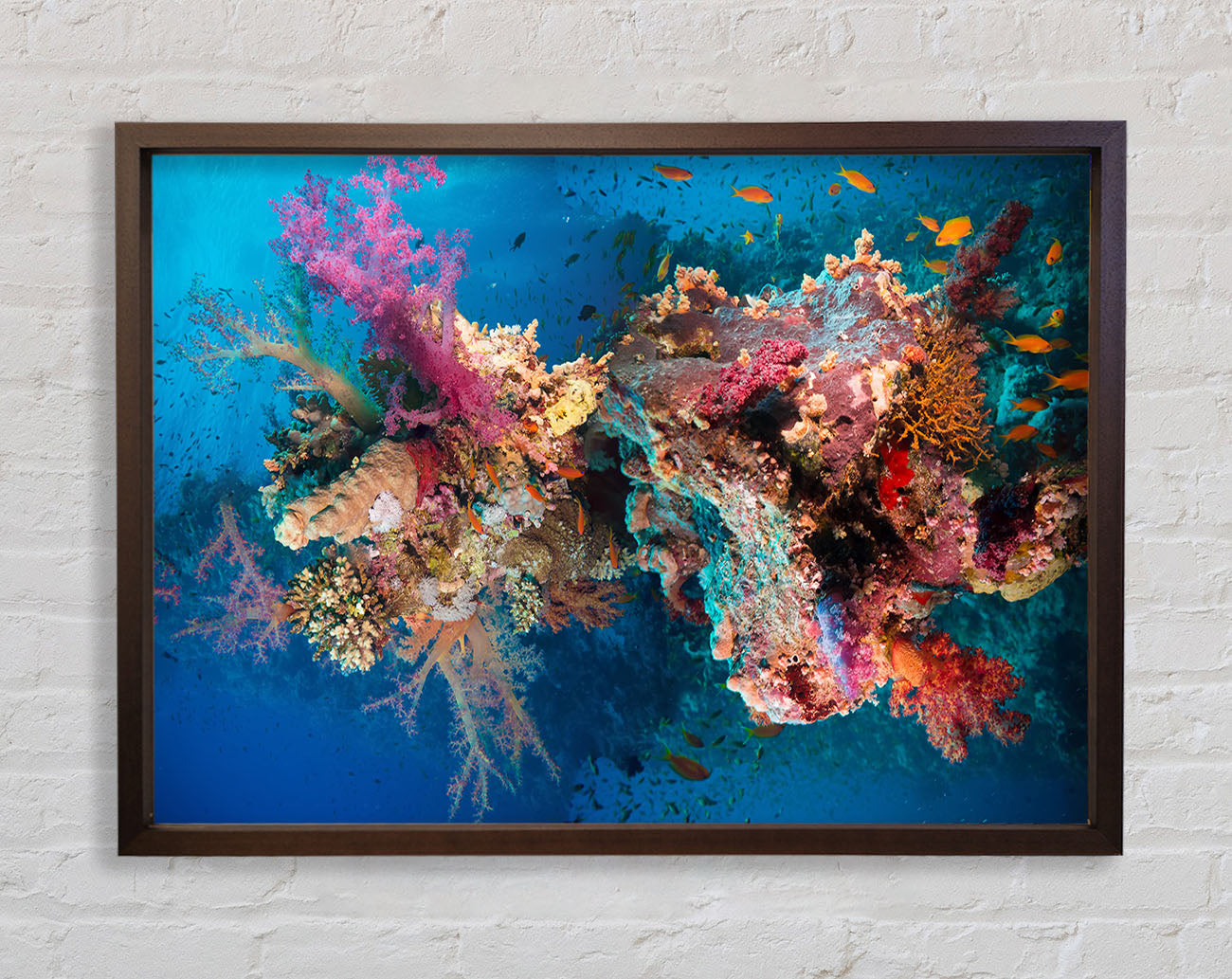 Coral reef habitat Framed Wall Art