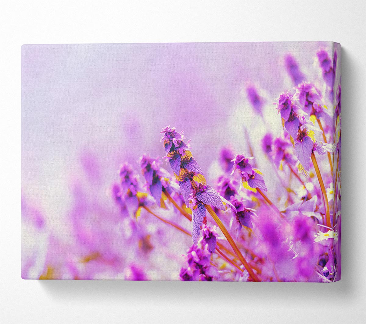 Lilac flowers in the mist Canvas Wall Art
