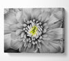 Close up flower in black and white Canvas Wall Art