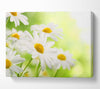 Daisies up close glowing Canvas Wall Art