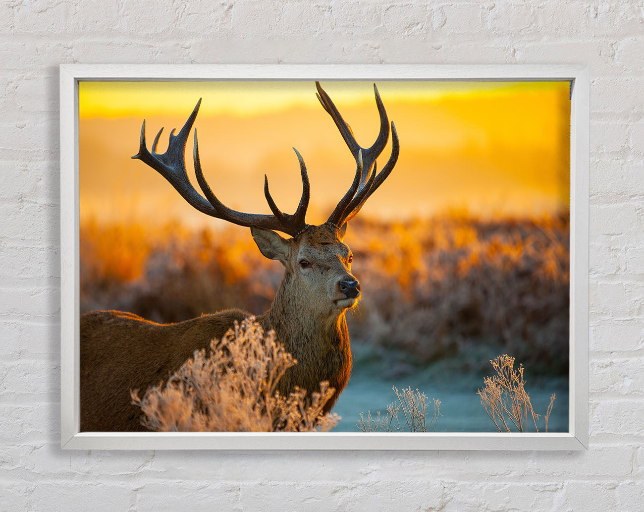 Crisp winters stag Framed Wall Art