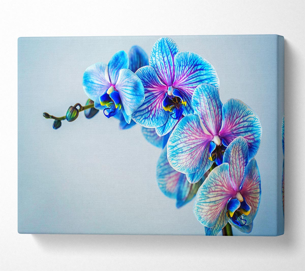Blue orchids close up Canvas Wall Art