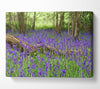 Purple flowers in the meadow Canvas Wall Art