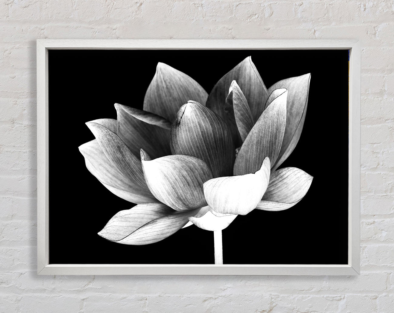 Black and white flower beauty Framed Wall Art