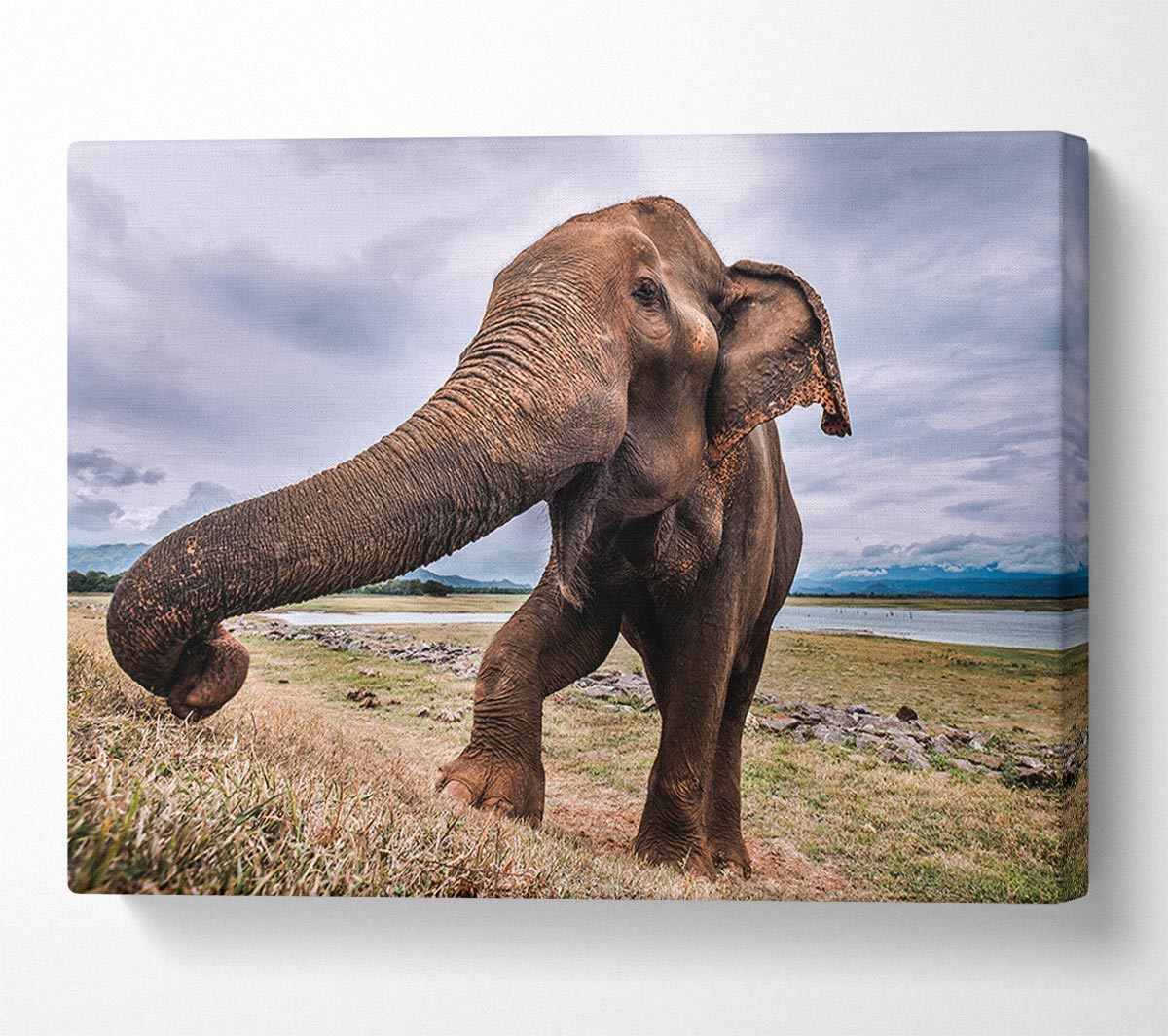 Elephant coming up close Canvas Wall Art