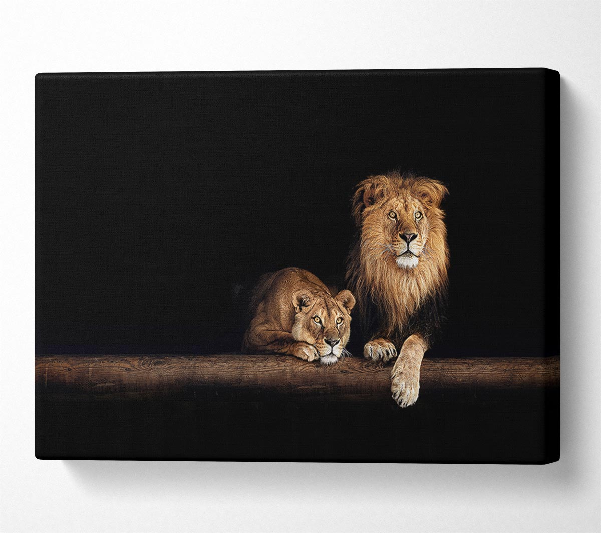 Lions resting in the dark Canvas Wall Art