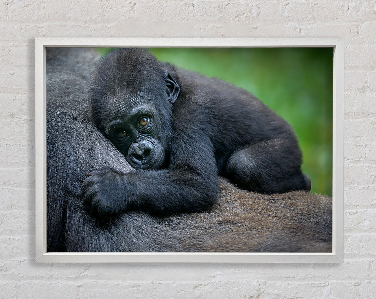 Baby gorilla Holding on Framed Wall Art