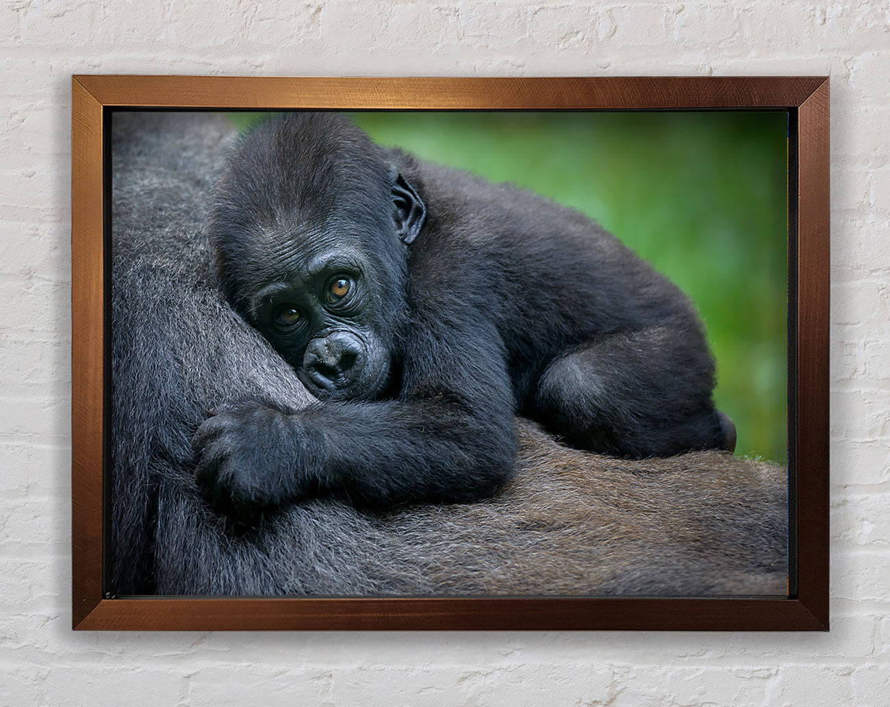 Baby gorilla Holding on Framed Wall Art