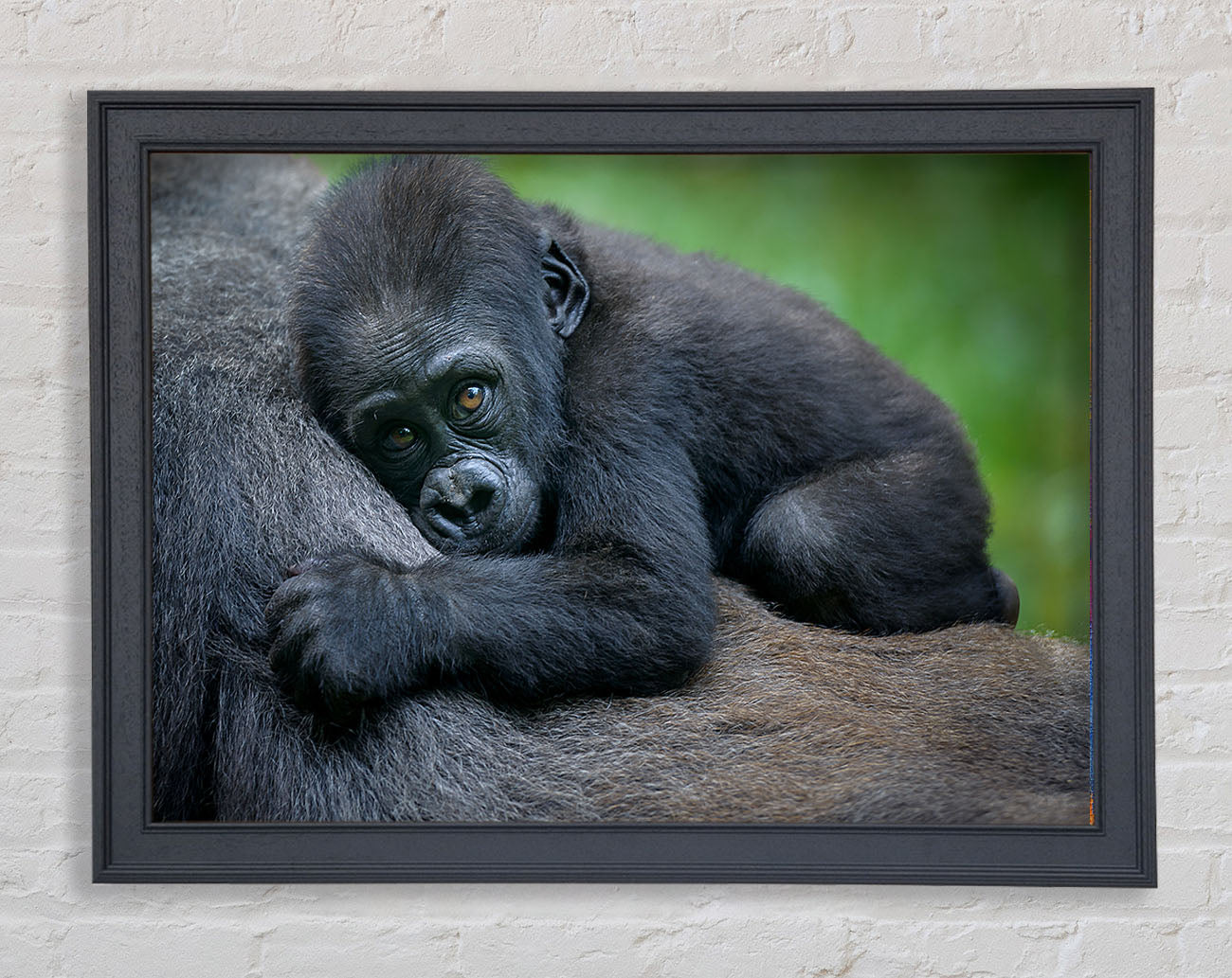 Baby gorilla Holding on Framed Wall Art