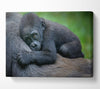 Baby gorilla Holding on Canvas Wall Art