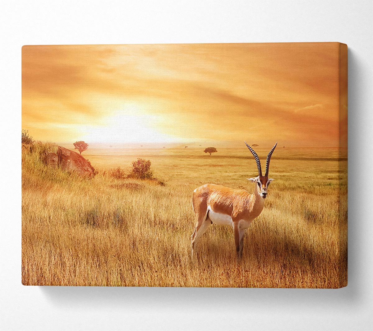 Gazelle in the grasslands Canvas Wall Art