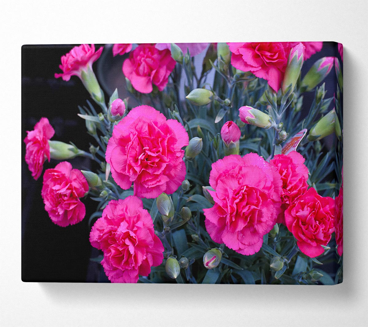 Pink flowers rising Canvas Wall Art