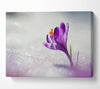 Purple Crocus flower Canvas Wall Art