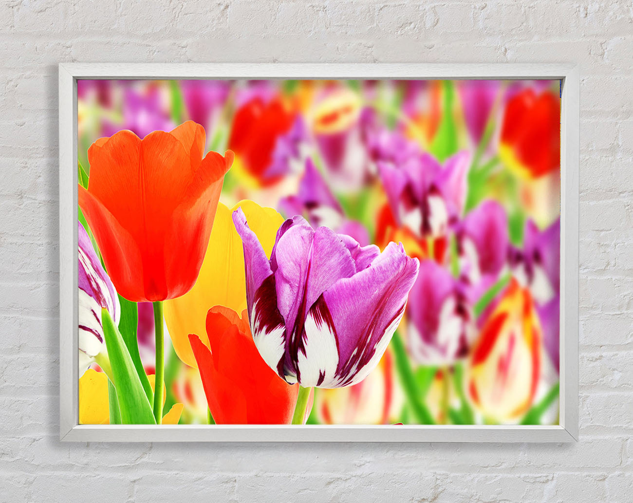 Colourful tulips in up close Framed Wall Art