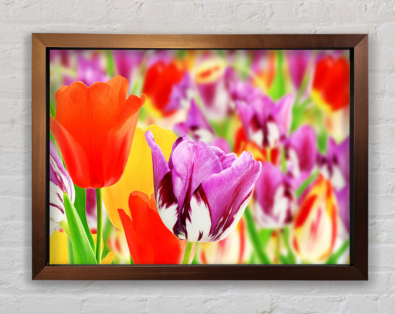 Colourful tulips in up close Framed Wall Art