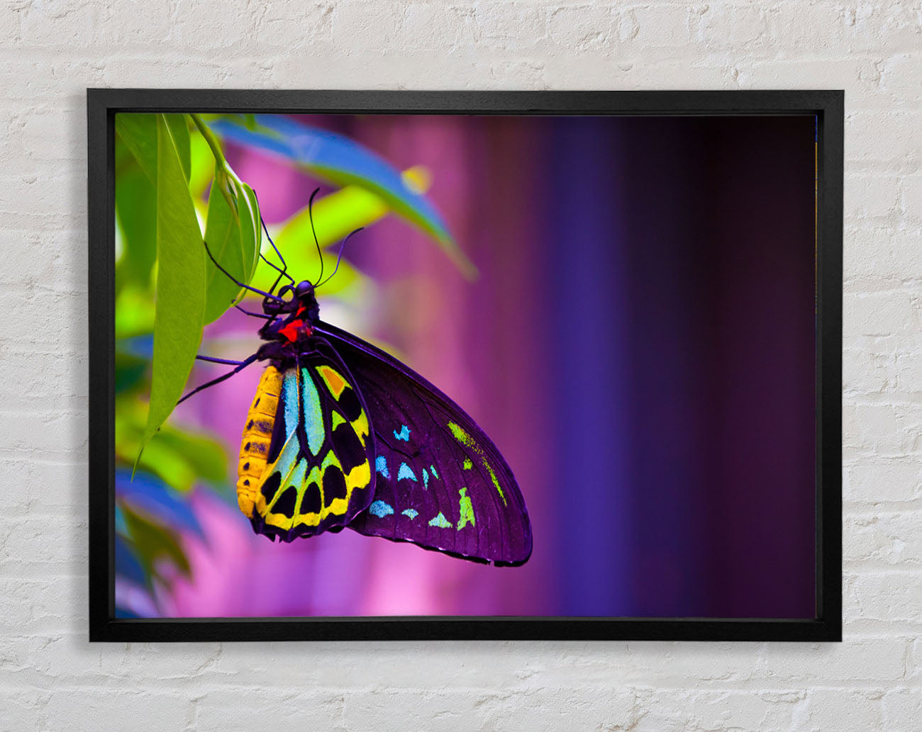 Butterfly closeup on a leaf Framed Wall Art