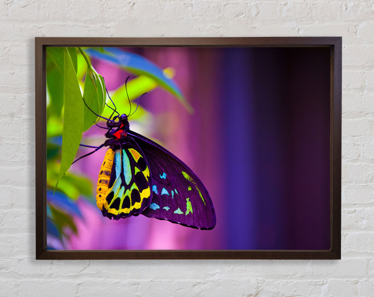 Butterfly closeup on a leaf Framed Wall Art