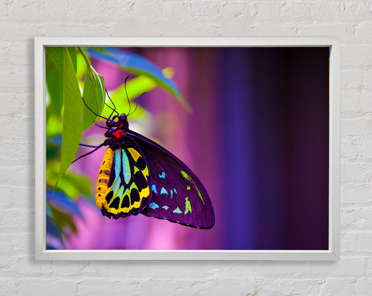 Butterfly closeup on a leaf Framed Wall Art
