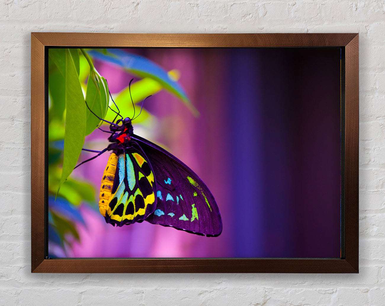 Butterfly closeup on a leaf Framed Wall Art