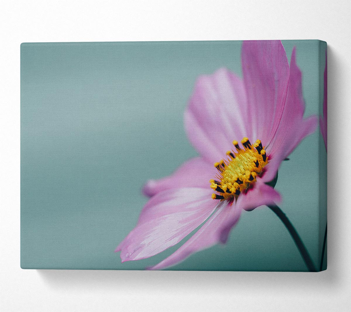 Flower shot from the side pink Canvas Wall Art