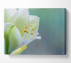 White flower with pollen Canvas Wall Art