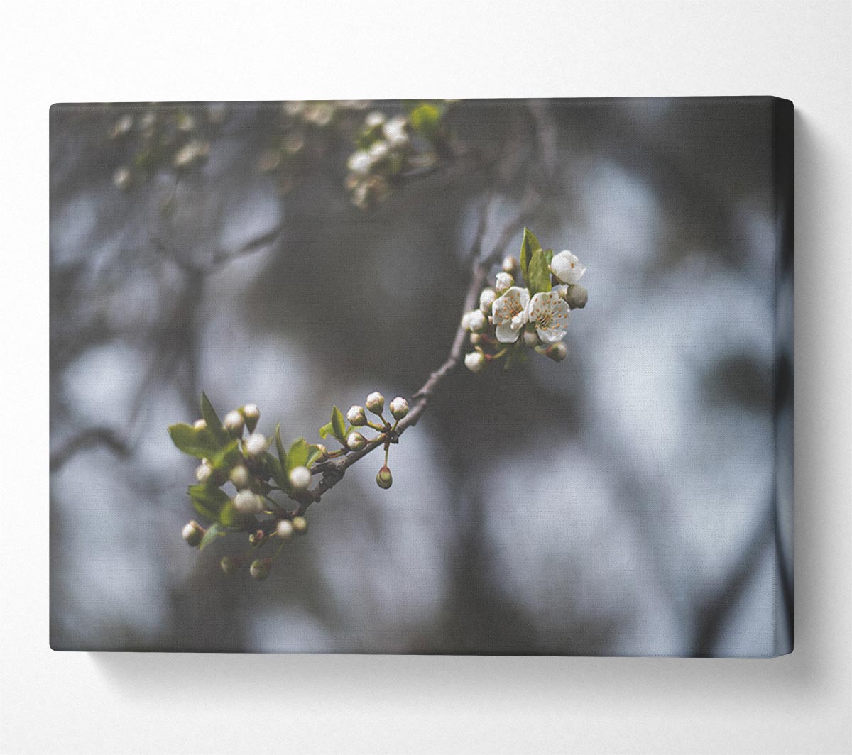 White blossom tree in soft focus Canvas Wall Art