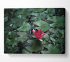 Lotus peering above the lilly pads Canvas Wall Art