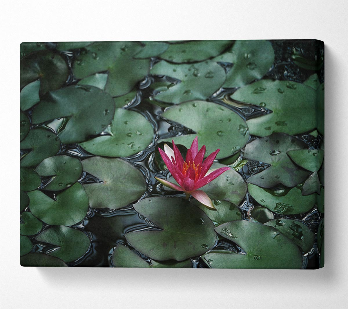 Lotus peering above the lilly pads Canvas Wall Art