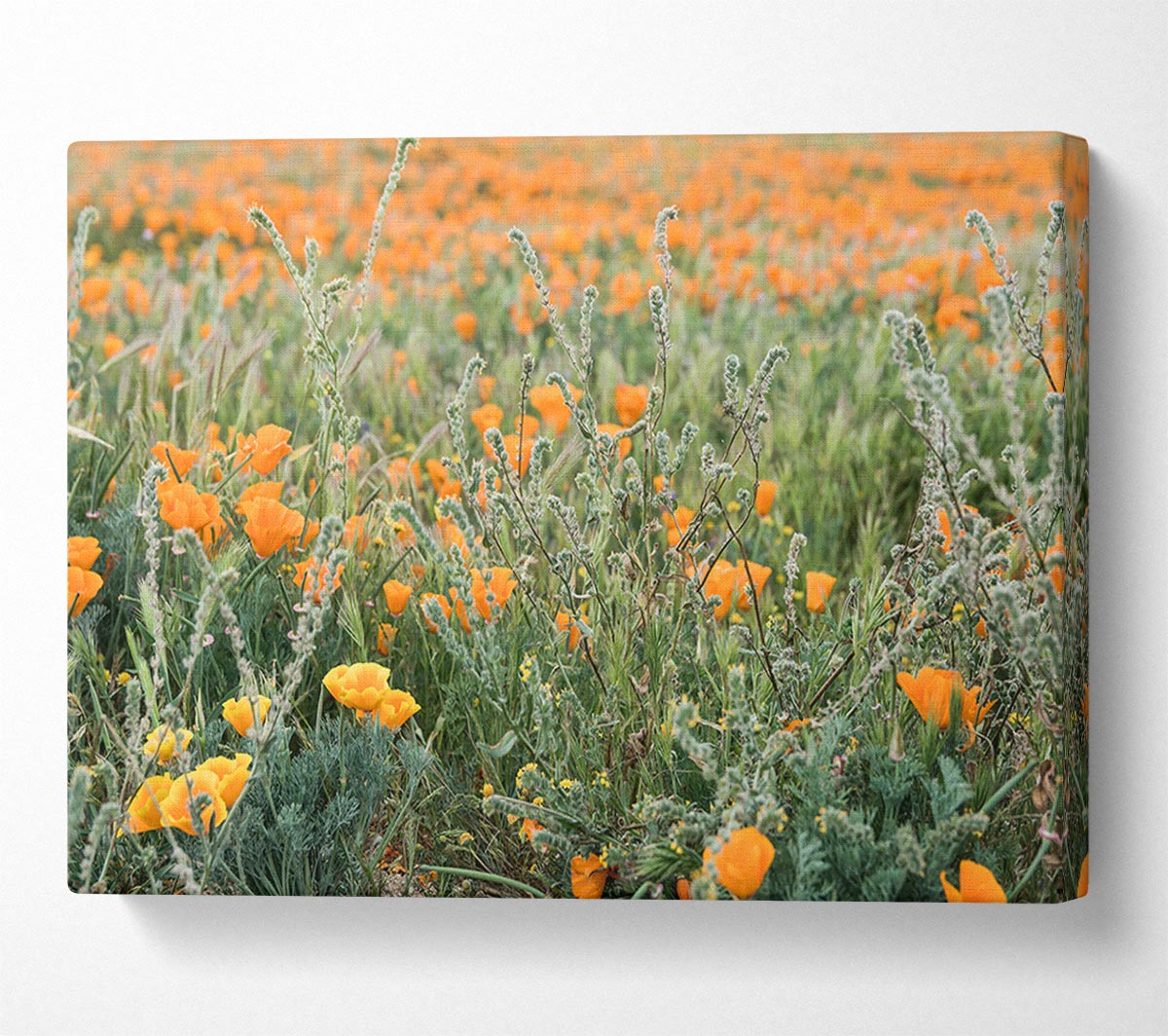 Orange flowers in the spring field Canvas Wall Art