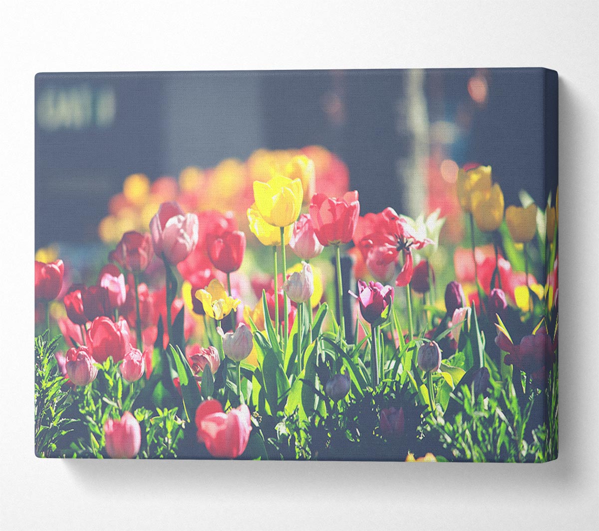 Low contrast tulips Canvas Wall Art