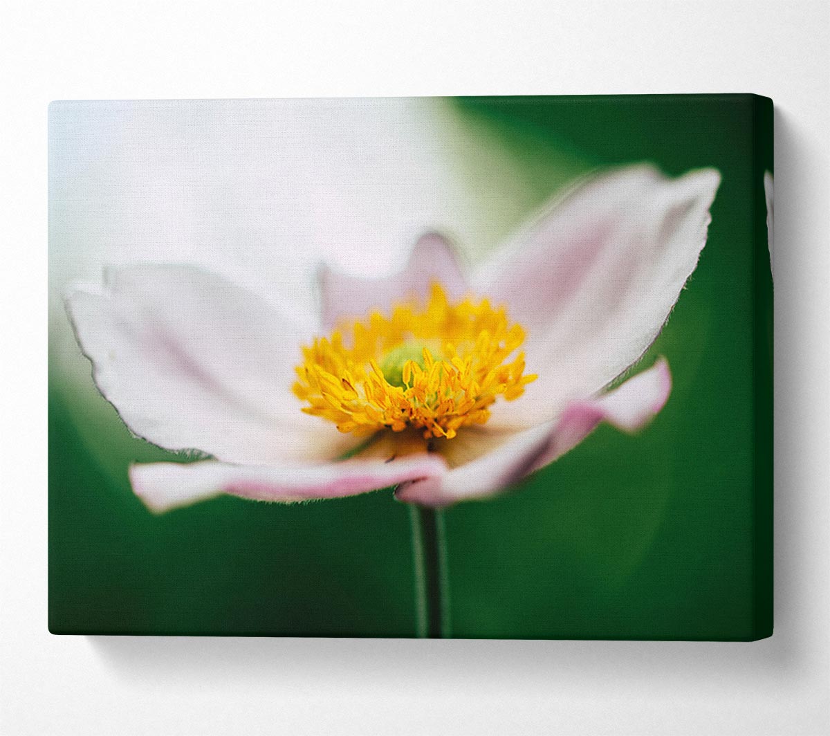 Landing pad flower Canvas Wall Art