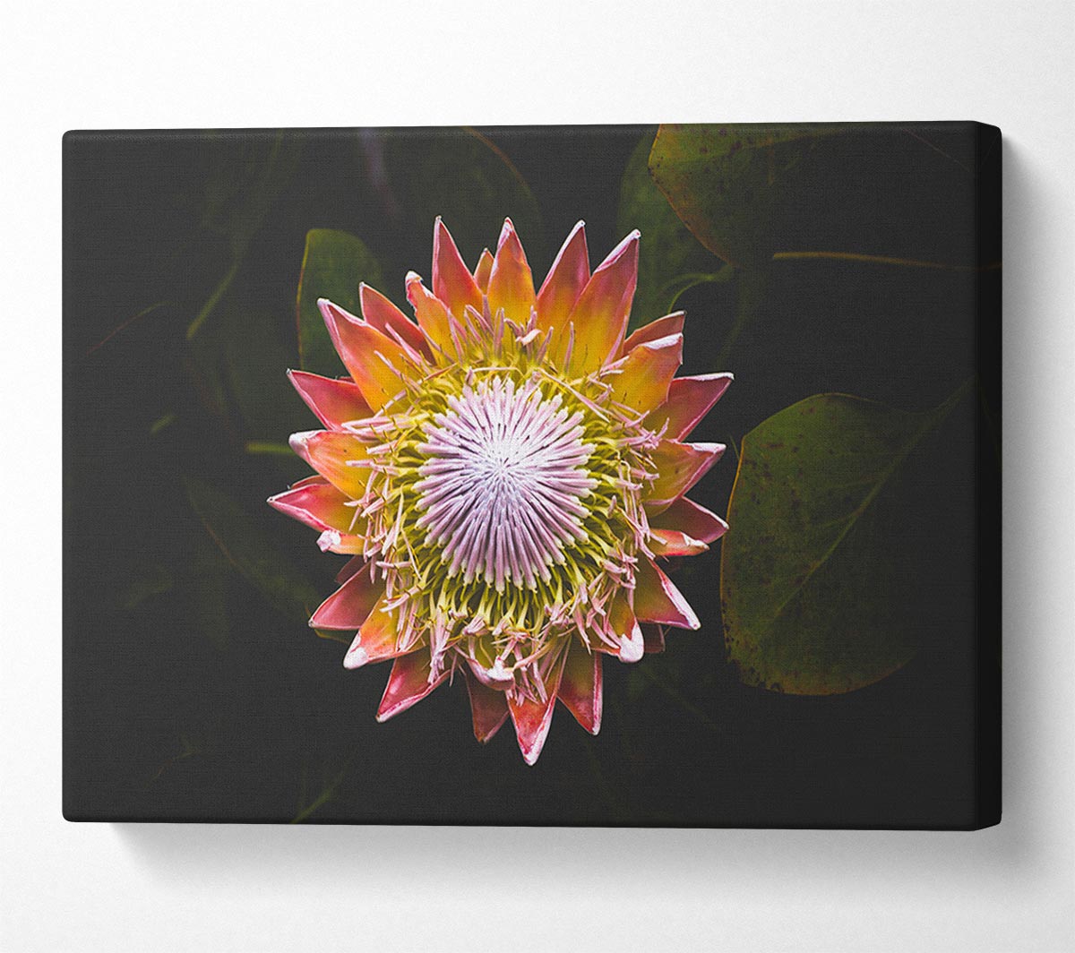 Star big flower Canvas Wall Art