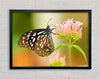 Butterfly feeding time Framed Wall Art