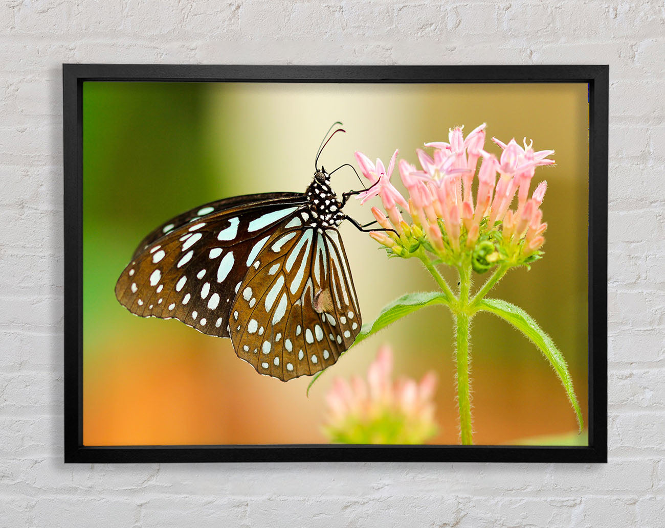 Butterfly feeding time Framed Wall Art