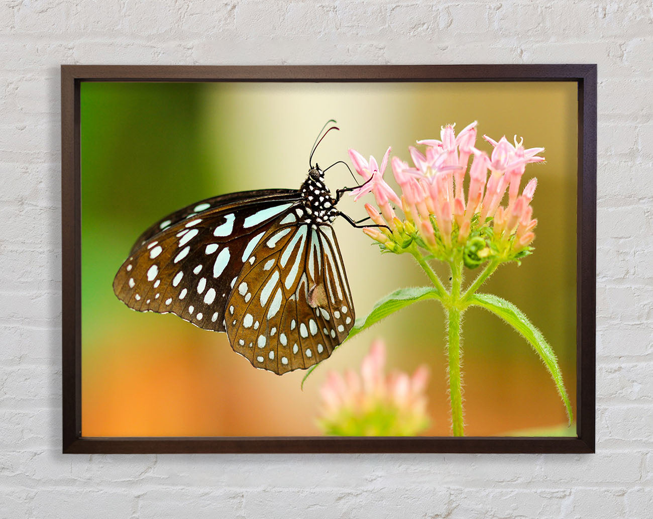 Butterfly feeding time Framed Wall Art