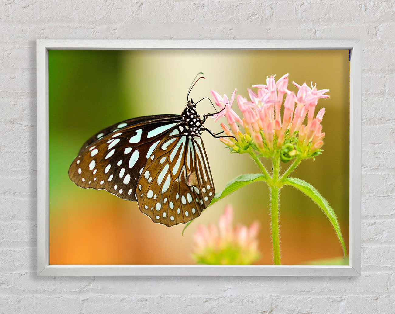 Butterfly feeding time Framed Wall Art