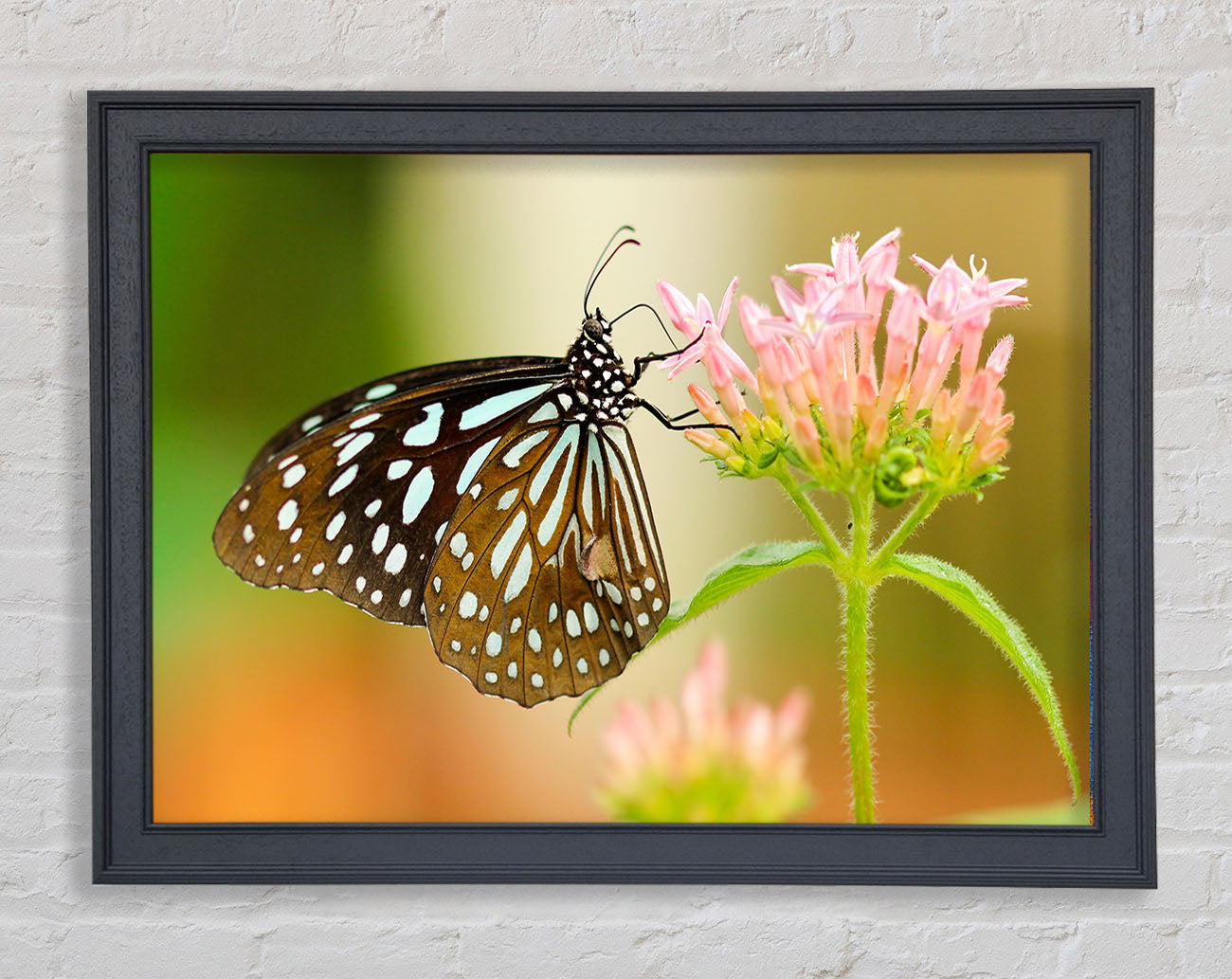 Butterfly feeding time Framed Wall Art