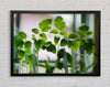 Baby foliage growing Framed Wall Art