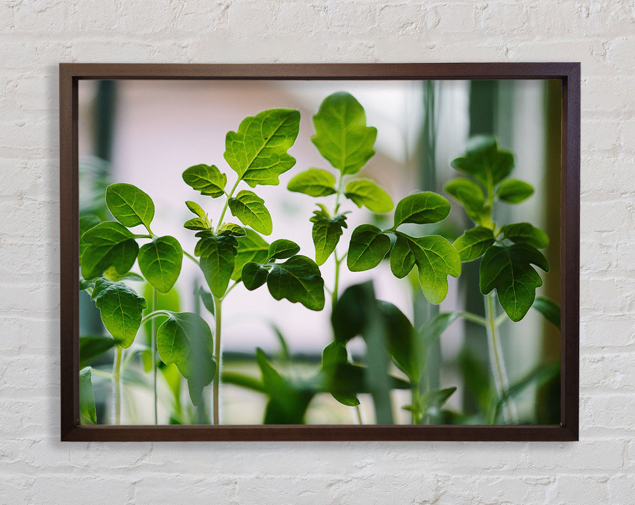 Baby foliage growing Framed Wall Art