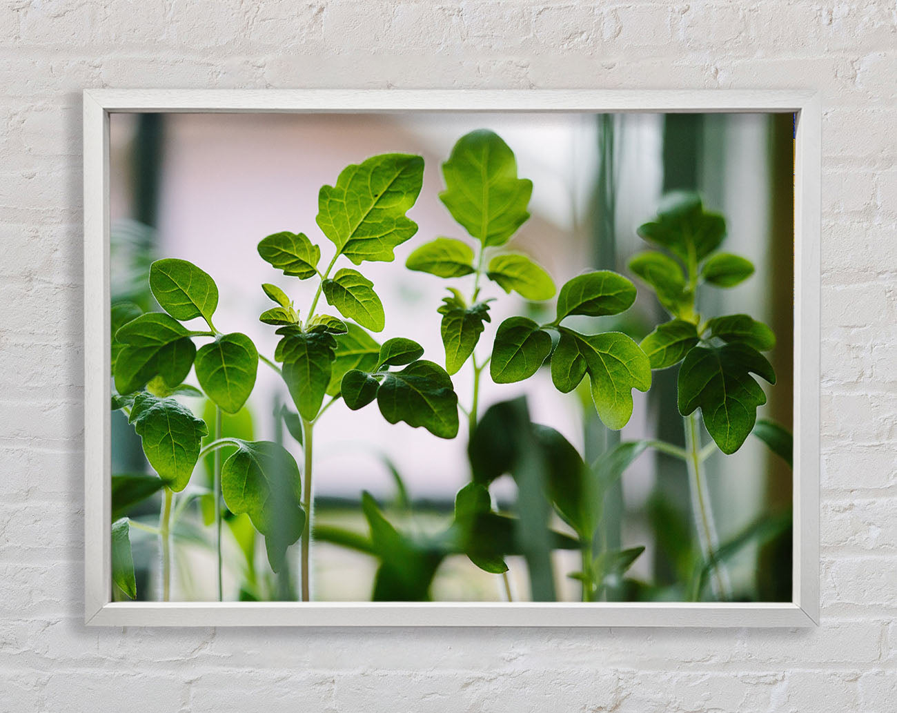 Baby foliage growing Framed Wall Art
