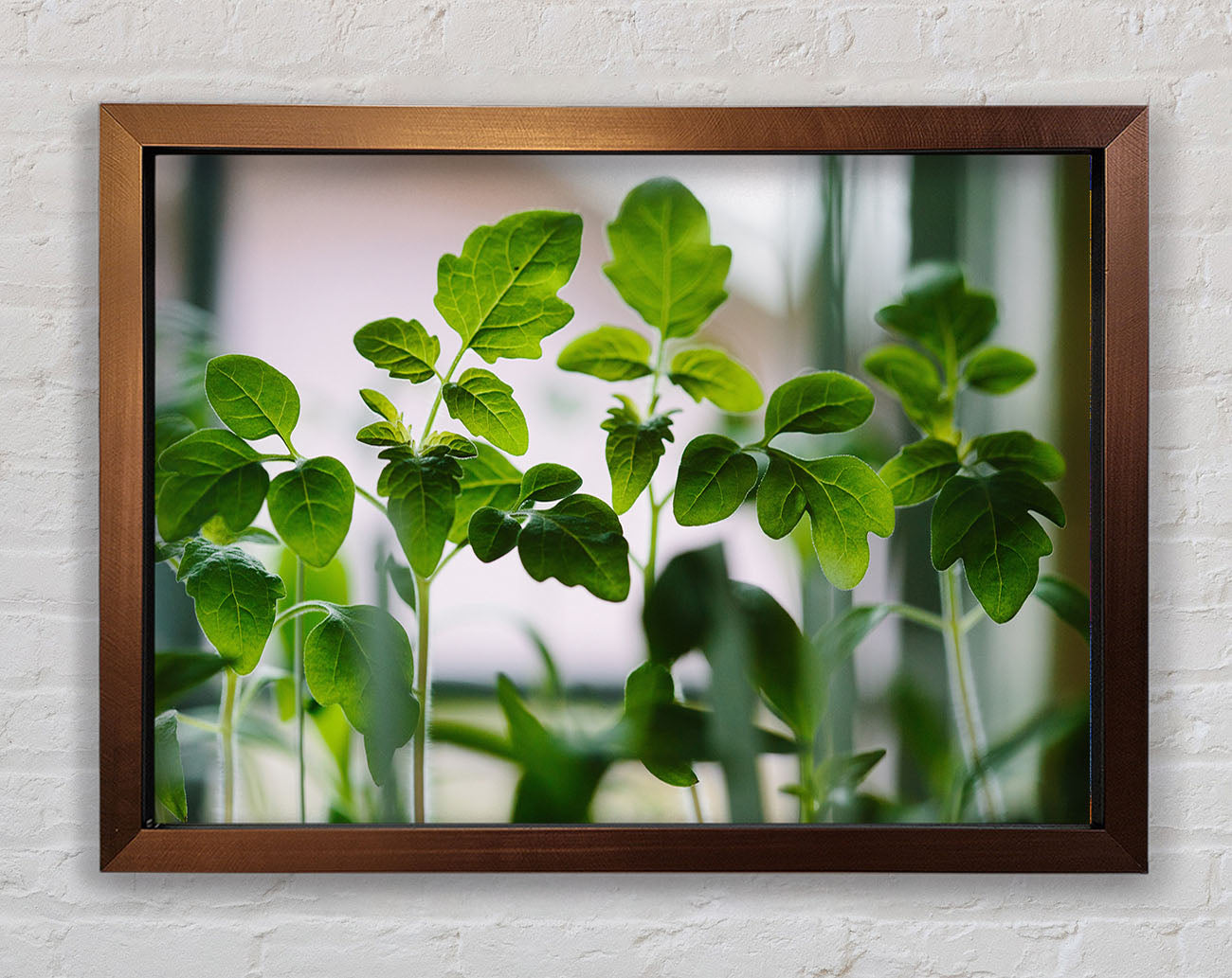 Baby foliage growing Framed Wall Art