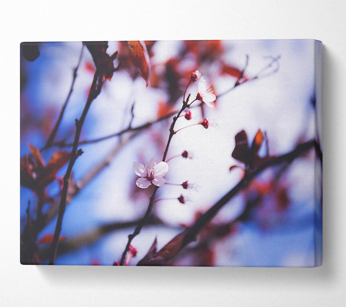 Tree blossom last standing Canvas Wall Art