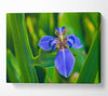 Tiny blue flower in shot Canvas Wall Art