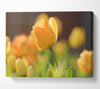 Yellow tulip in the spring Canvas Wall Art