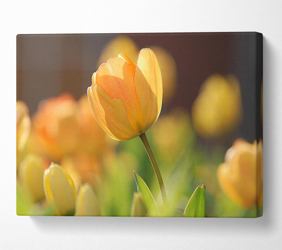 Yellow tulip in the spring Canvas Wall Art