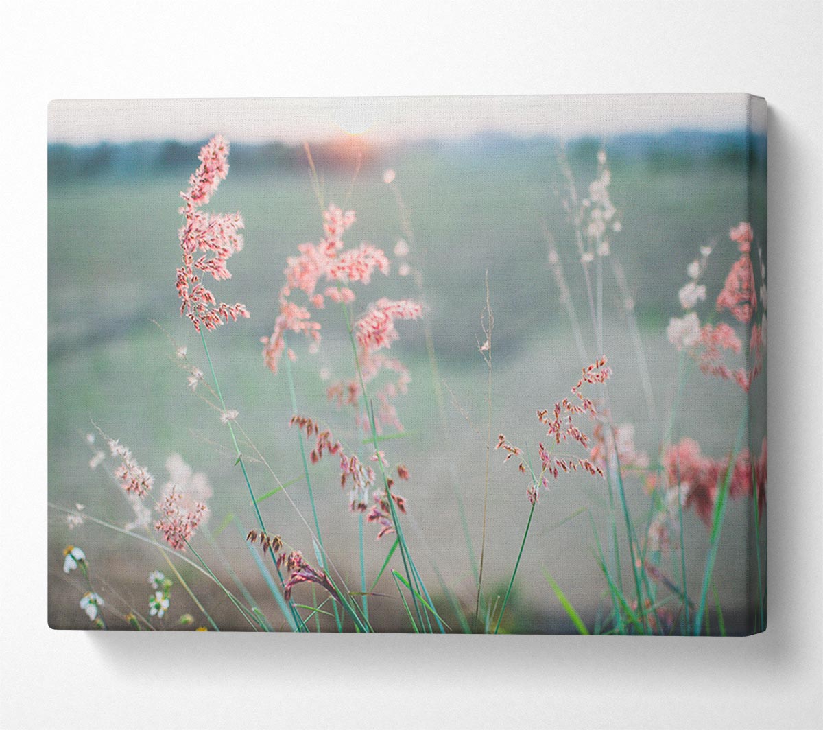 Peach coloured flowers in the morning meadow Canvas Wall Art