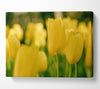 Yellow tulips supreme Canvas Wall Art