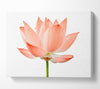 The Peach Flower Beauty Canvas Wall Art