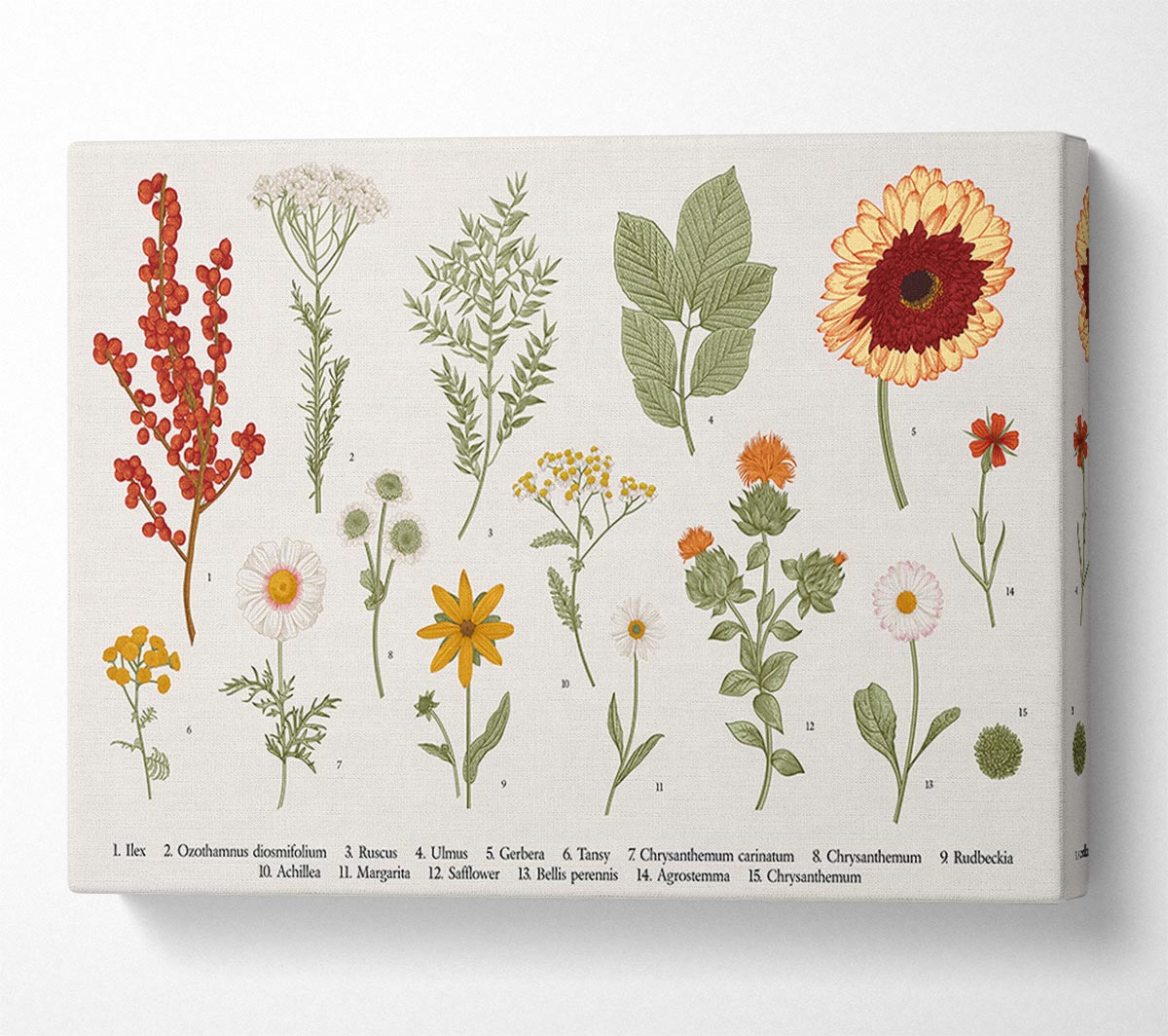 Flower Illustration Handrawn Canvas Wall Art